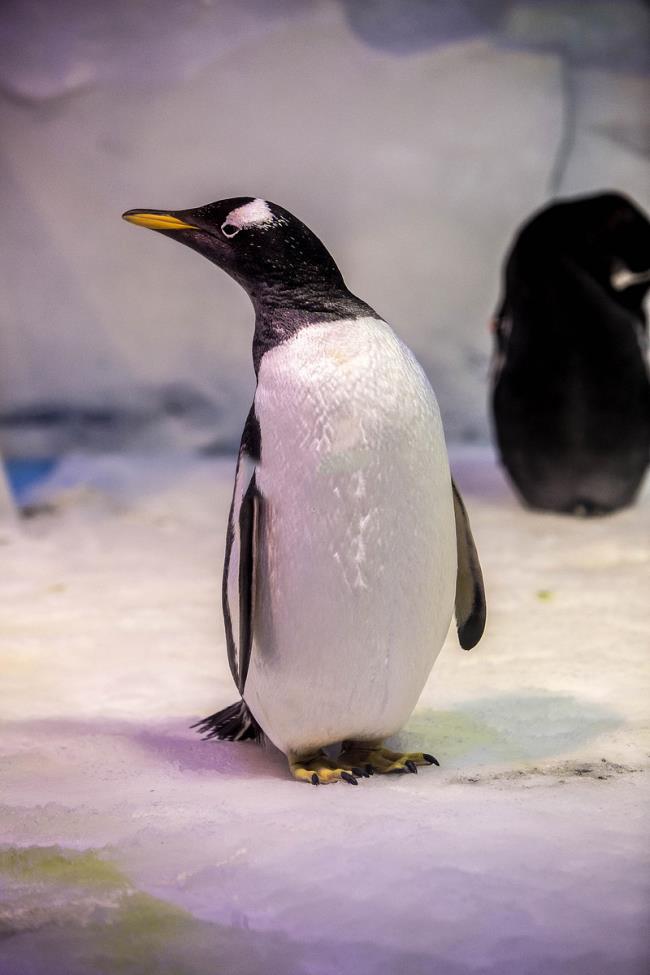 Collection de belles images de pingouin mignon