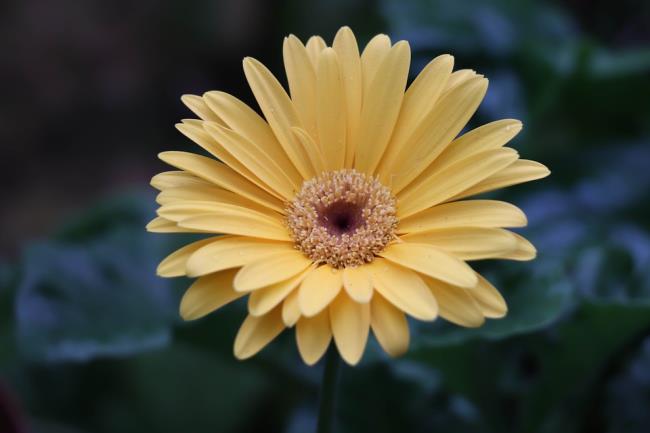Schönes goldenes Gerbera-Blumenbild
