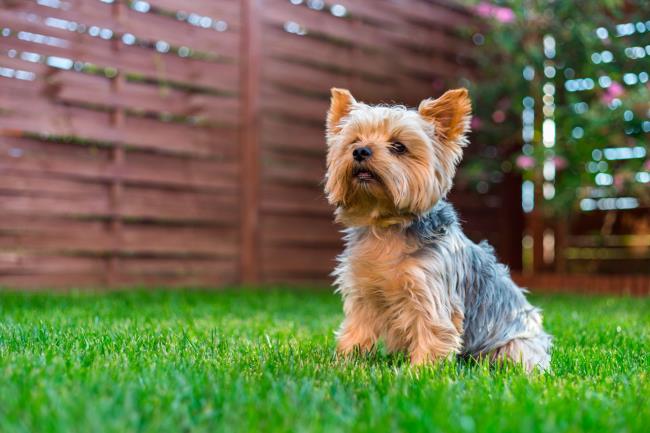 Colección de las imágenes más hermosas de yorkshire terrier