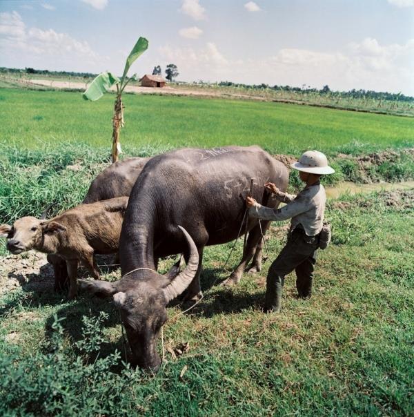 Coleção de imagens de búfalo tem muitos significados