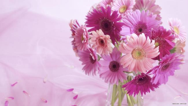 Foto gerberas ungu yang indah 