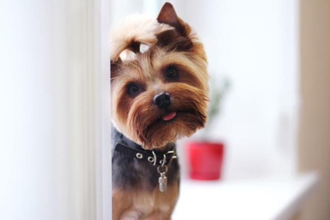 Collection of the most beautiful yorkshire terrier images