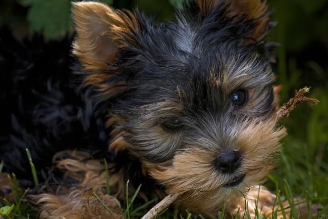 Sammlung der schönsten Yorkshire Terrier Bilder
