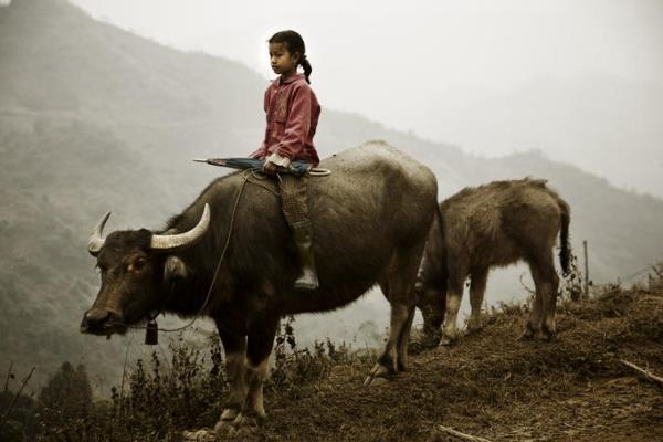 Coleção de imagens de búfalo tem muitos significados