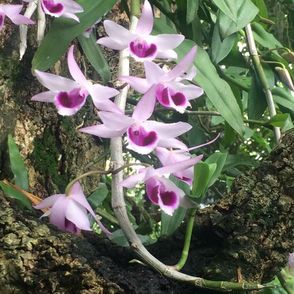 Resumo da mais bela foto de baquetas de orquídeas