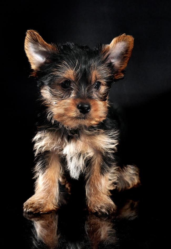 Collection of the most beautiful yorkshire terrier images