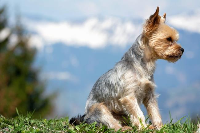 Colecție de cele mai frumoase imagini din Yorkshire Terrier