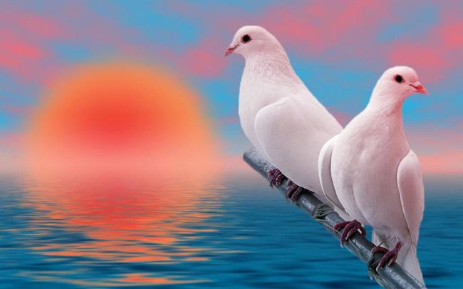 تصاویر برتر زیباترین کبوتر جهان