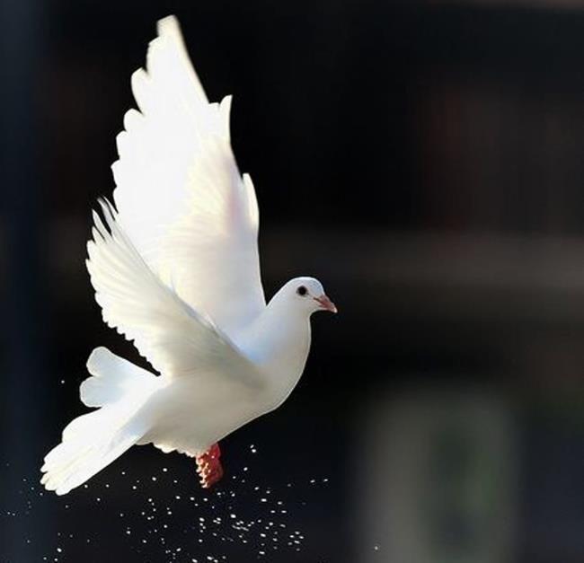 Top photos de la plus belle colombe du monde