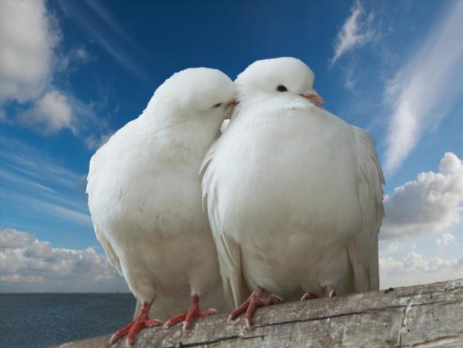 Le foto più belle della colomba più bella del mondo