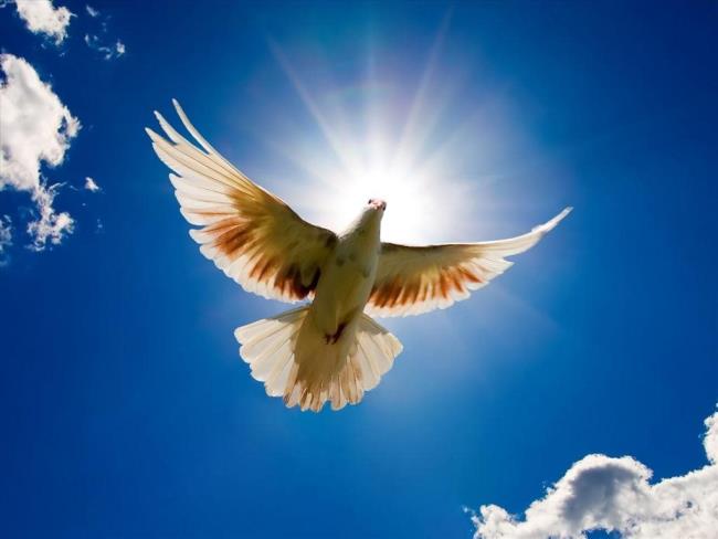 Gambar atas burung merpati paling indah di dunia