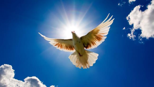 Gambar atas burung merpati paling indah di dunia