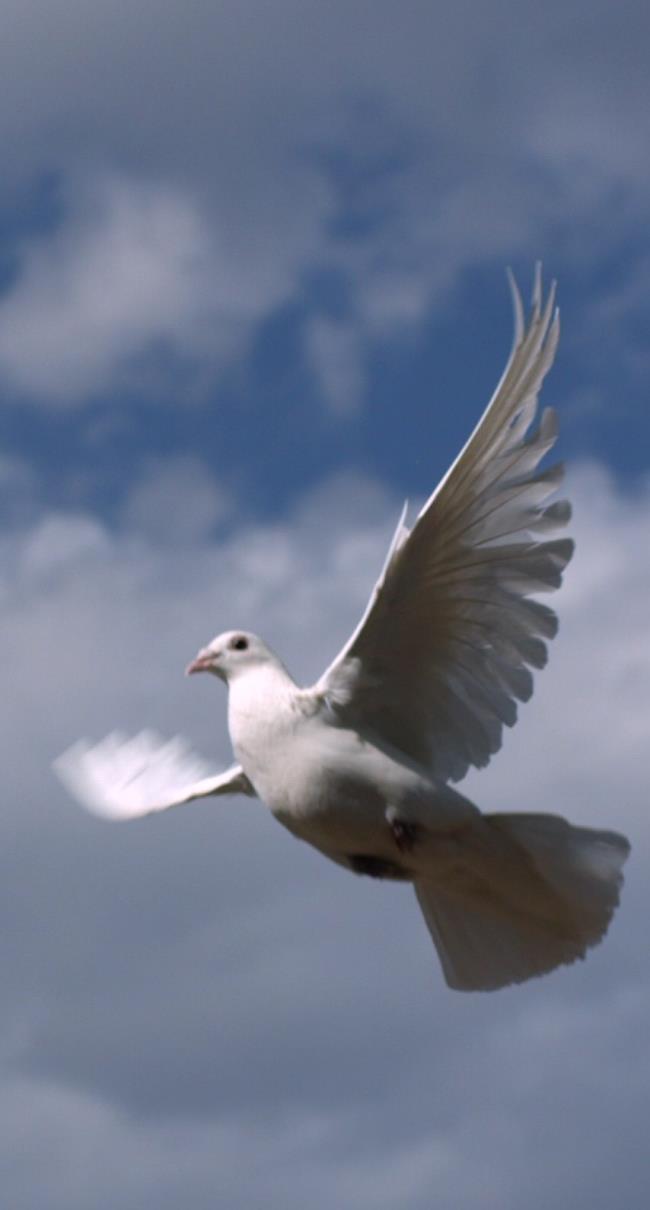 Las mejores fotos de la paloma más bella del mundo