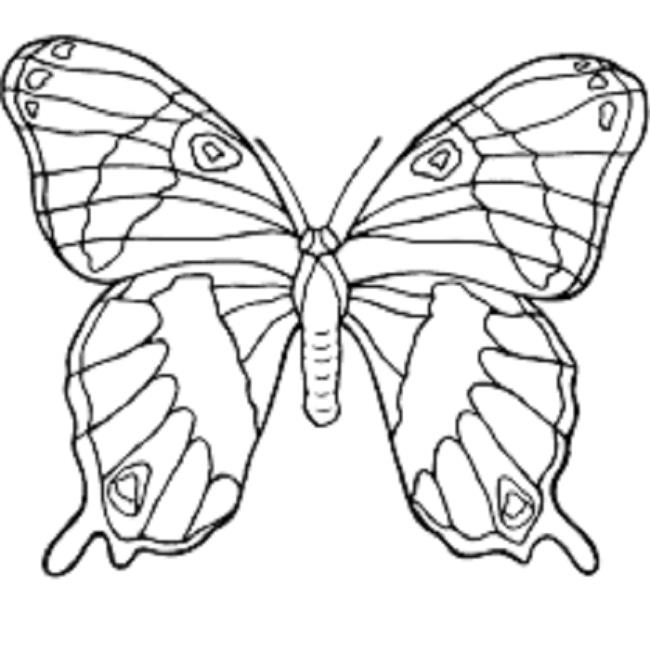 Collection of butterfly coloring for girls