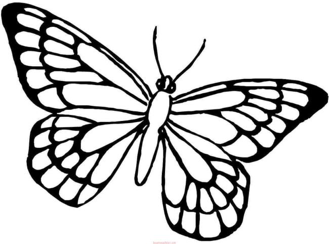 Collection of butterfly coloring for girls