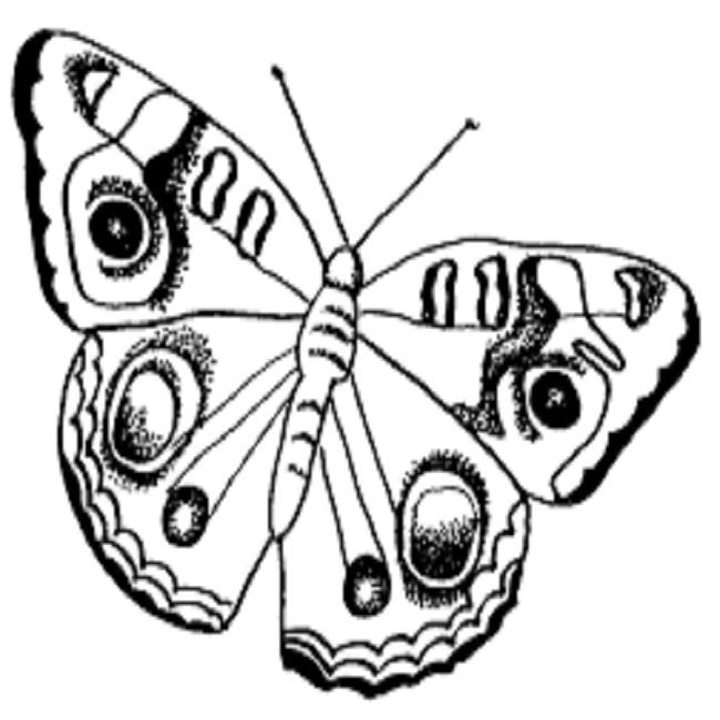 Collection of butterfly coloring for girls