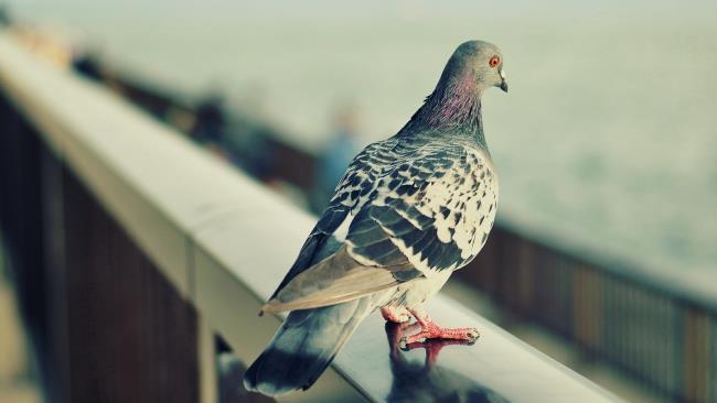 Top Bilder der schönsten Taube der Welt