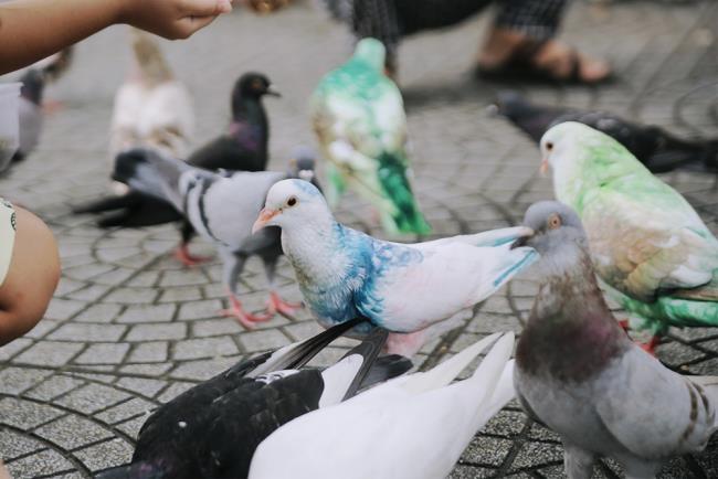 Las mejores fotos de la paloma más bella del mundo