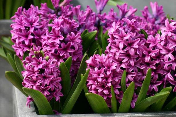 सबसे सुंदर परी फूल की छवियों का मेल