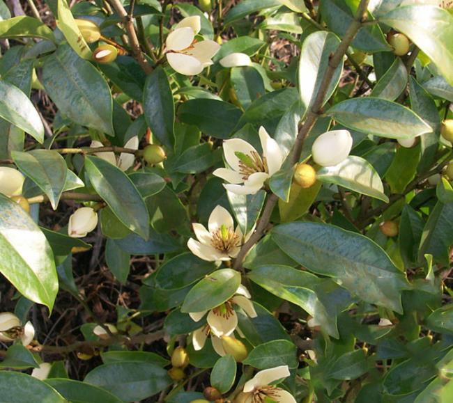 Samenvatting van de mooiste jasmijnbloemen
