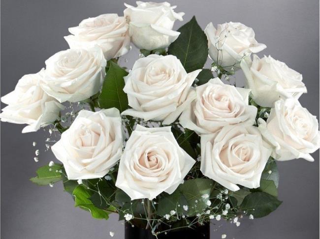 Koleksi gambar mawar putih yang paling indah