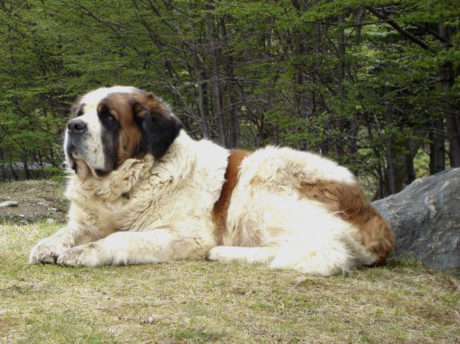 सबसे सुंदर छवि सेंट बर्नार्ड कुत्ते का संश्लेषण