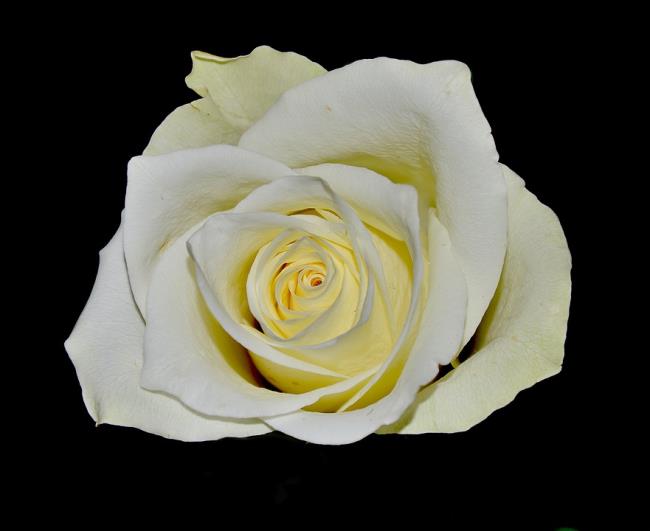 Koleksi gambar mawar putih yang paling indah