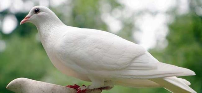 दुनिया की सबसे खूबसूरत कबूतर की शीर्ष तस्वीरें