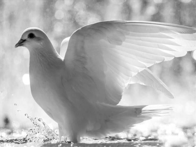 Top Bilder der schönsten Taube der Welt
