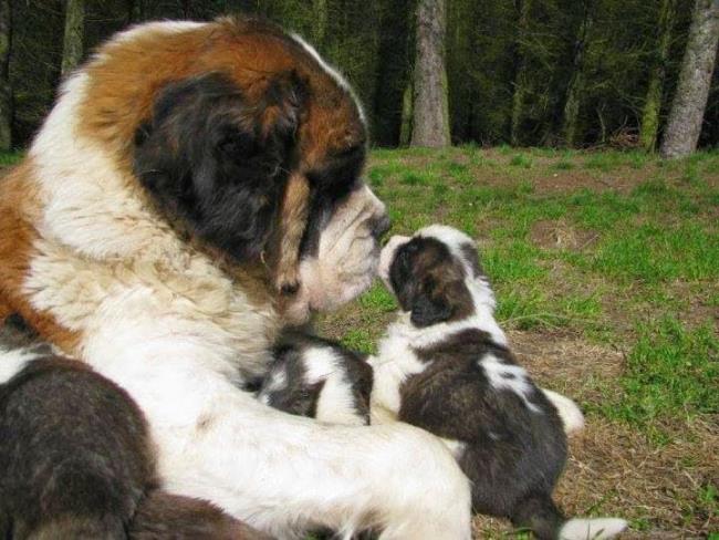 Sinteza celei mai frumoase imagini Câinele Saint Bernard