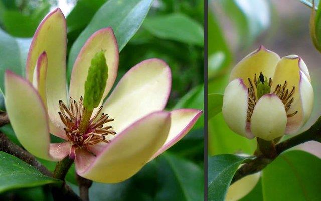 Résumé des plus belles fleurs de jasmin
