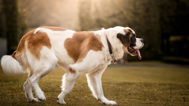 سنتز زیباترین تصویر سگ سن برنارد