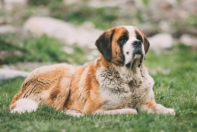 Synthesis of the most beautiful image Saint Bernard dog