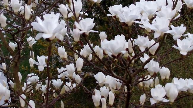 Prachtige witte magnolia foto's