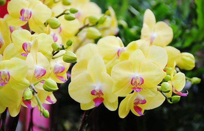 Resumo das mais belas orquídeas amarelas
