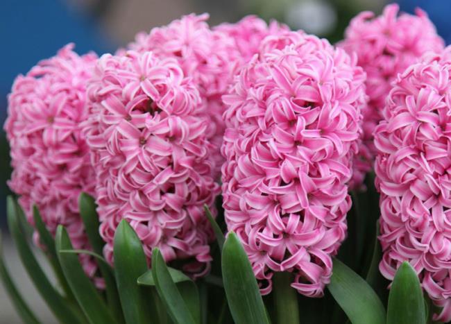 सबसे सुंदर परी फूल की छवियों का मेल