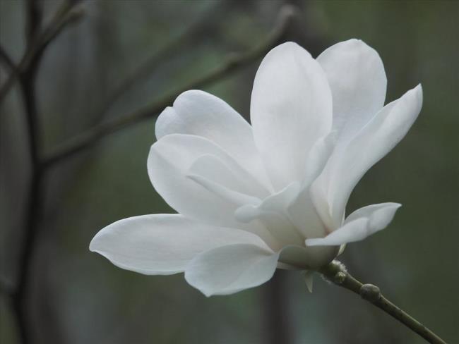 Schöne weiße Magnolienbilder