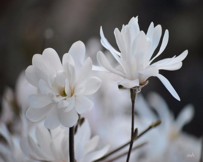 Schöne weiße Magnolienbilder