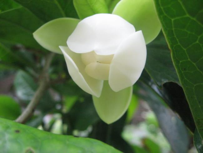 Resumo das mais belas flores de jasmim