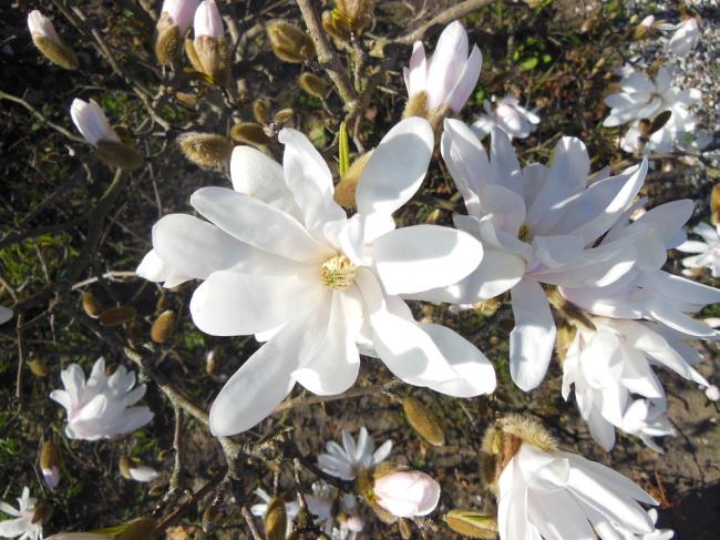 Gambar magnolia putih yang indah