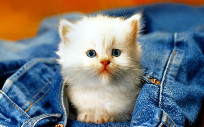 可愛的可愛小貓咪圖像集合