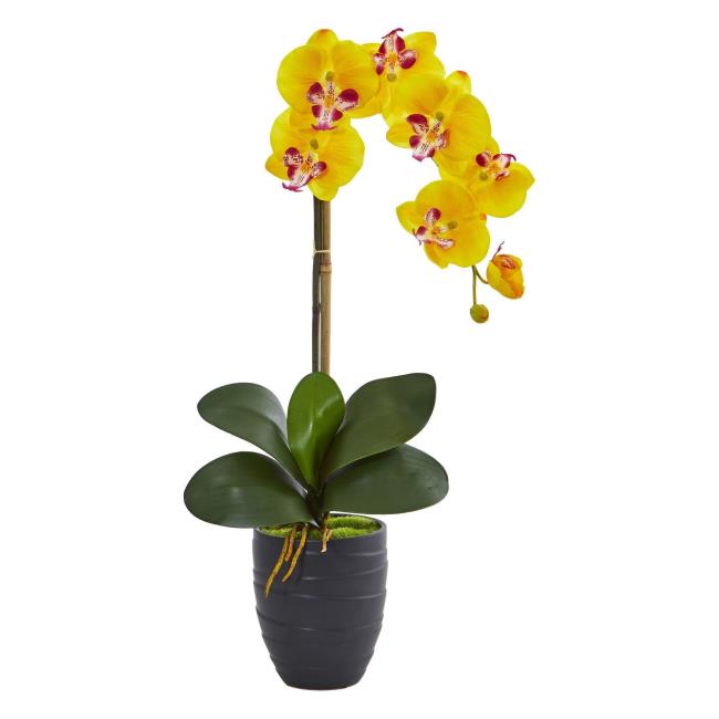 Rezumatul celor mai frumoase orhidee galbene
