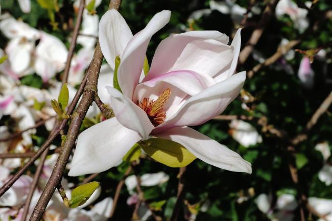 Beautiful white magnolia pictures