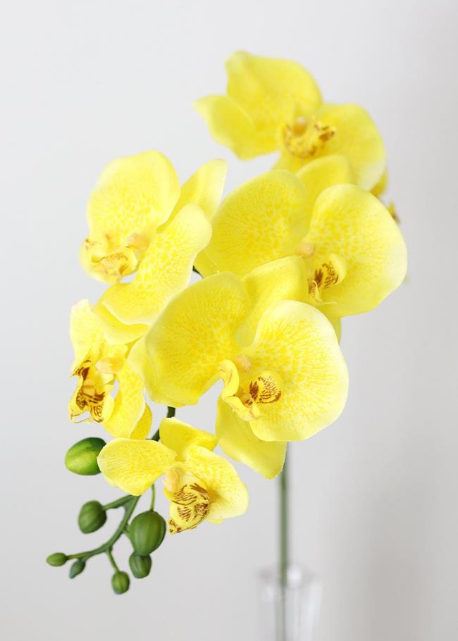 最も美しい黄色の蘭の概要