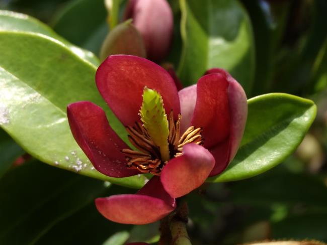 Resumo das mais belas flores de jasmim