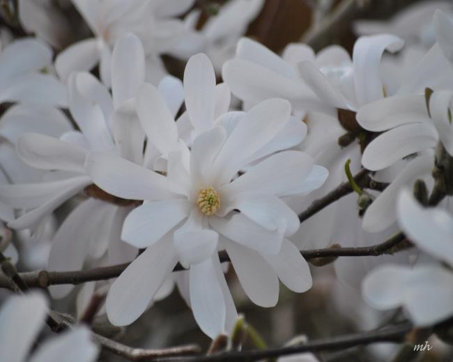 Beautiful white magnolia pictures