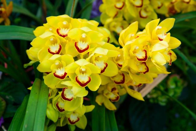 Сводка самых красивых желтых орхидей