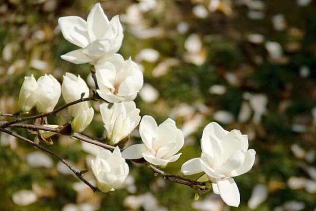 Piękne zdjęcia białej magnolii