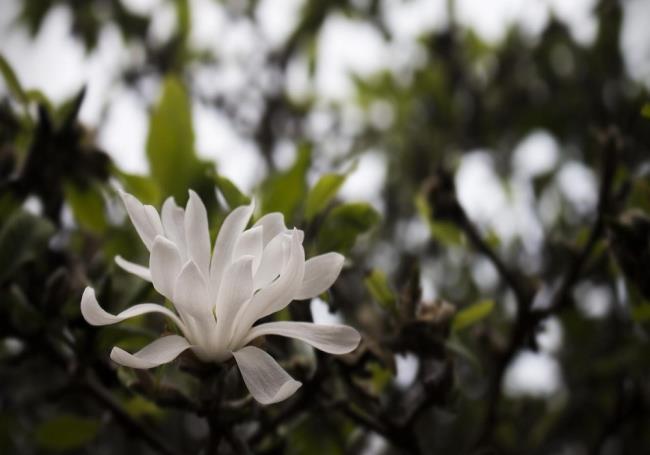 Prachtige witte magnolia foto's