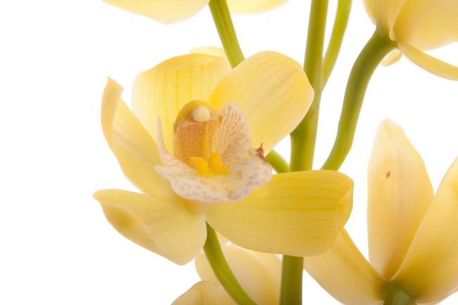 Overzicht van de mooiste gele orchideeën